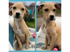 Adopt Little Girl pup 5/Leona a Labrador Retriever, Boxer