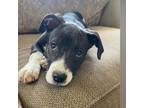 Adopt Delilah a Boxer, Mixed Breed