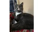 Adopt Gigi a Domestic Short Hair