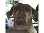 Adopt Hazel a Cane Corso