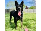 Adopt Miga a Dutch Shepherd, Mixed Breed