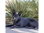 Adopt Raven a Shepherd, Labrador Retriever