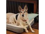 Adopt Zoey a Jack Russell Terrier
