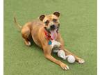 Adopt Clay a Boxer, Mixed Breed