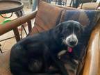 Adopt BAYLEE a Border Collie