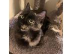 Adopt Valentina a Tortoiseshell