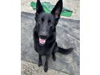 Adopt Ghost a German Shepherd Dog