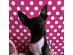 Adopt Jeanette a Miniature Pinscher, Labrador Retriever