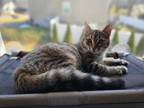 Adopt Jasmine a Domestic Short Hair