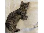 Adopt Hamburger a American Shorthair