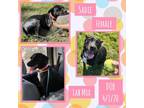 Adopt Sadie a Labrador Retriever