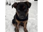 Adopt Betty a German Shepherd Dog, Australian Cattle Dog / Blue Heeler