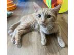 Adopt Mango a Domestic Short Hair