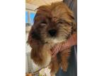 Adopt Birdie a Lhasa Apso