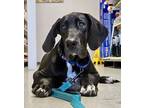 Adopt Katrina a Great Dane