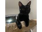 Adopt Bubbles a Domestic Short Hair