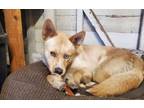 Adopt Pluma a Australian Shepherd, Australian Cattle Dog / Blue Heeler