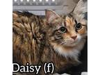 Adopt Daisy - Pair with Binx a Domestic Medium Hair