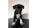 Adopt Girlypop a American Staffordshire Terrier, Labrador Retriever