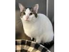 Adopt Feisty and Socks a Domestic Short Hair