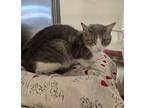 Adopt Rosa Caughey-CACC a Domestic Short Hair