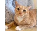 Adopt Lula a Domestic Short Hair