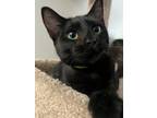 Adopt Elvira a American Shorthair