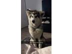 Adopt Freya a Alaskan Malamute