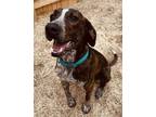 Adopt Sparky a Mountain Cur