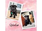 Adopt Ophelia a Shar-Pei