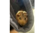 Adopt Penny a Guinea Pig