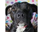 Adopt Millie Girl a Pit Bull Terrier, Black Labrador Retriever