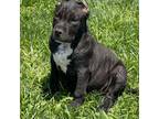 Mutt Puppy for sale in Newark, OH, USA