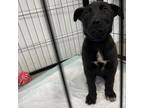Adopt Lacey a Mixed Breed