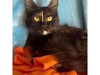 Adopt Delilah a Maine Coon, Domestic Long Hair