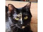 Adopt Delilah a Maine Coon, Domestic Long Hair