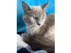 Adopt Nymeria a Ragdoll, Siamese