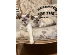 Adopt Laural and Aspen a Siamese