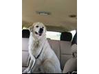 Adopt Bessie a Great Pyrenees