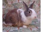 Adopt FRED a Bunny Rabbit
