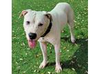 Adopt CHESTER a Pit Bull Terrier, Mixed Breed