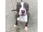 Adopt Phelan a Pit Bull Terrier