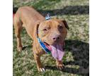 Adopt Conrad a American Staffordshire Terrier, Pit Bull Terrier