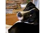 Adopt Mario a American Staffordshire Terrier, Labrador Retriever