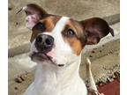Adopt Mario LOWER FEE!! Video!! a Terrier, Hound