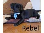 Adopt Rebel a Australian Kelpie, Labrador Retriever