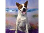 Adopt Captain a Cattle Dog