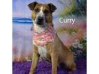 Adopt Curry a Cattle Dog