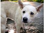 Adopt MINGO* a Australian Cattle Dog / Blue Heeler, Mixed Breed