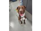 Adopt GRAY a Pit Bull Terrier, Mixed Breed